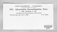 Phaeochoropsis neowashingtoniae image